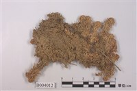 藏品(尖葉泥炭苔)的圖片